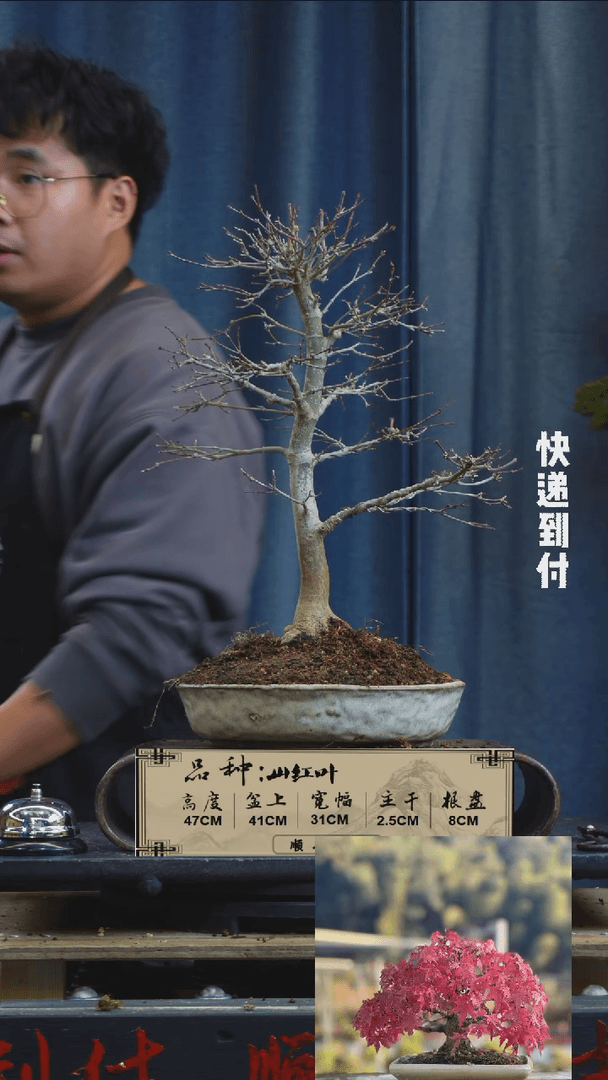 【闪购商品】F923山红叶bubaoyou