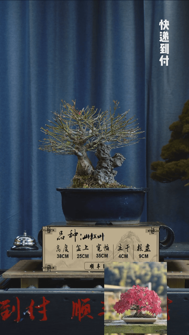 【闪购商品】F721山红叶bubaoyou