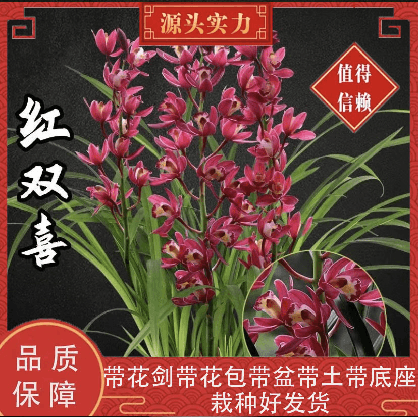 带花剑【红双喜】年宵花大红色大花蕙兰建兰墨兰带盆带土栽种好发货