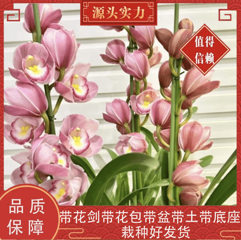 【福娘】大花蕙兰浓香型福利年宵花基地直发带盆带土栽种好发货