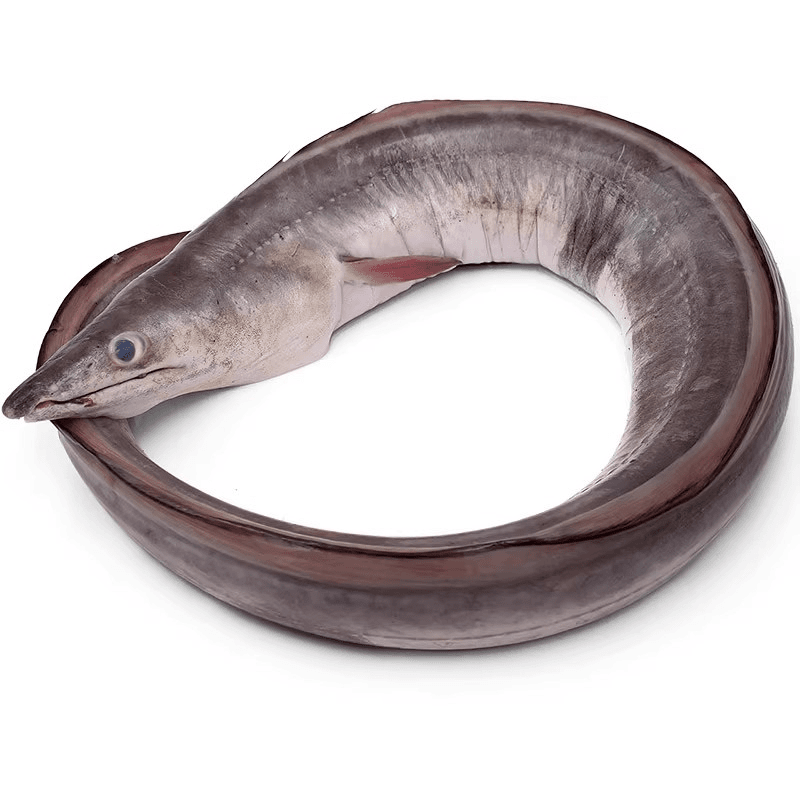 鳗鱼800g~850g/条