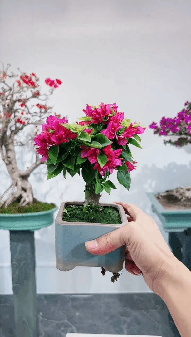 【闪购商品】小桃红