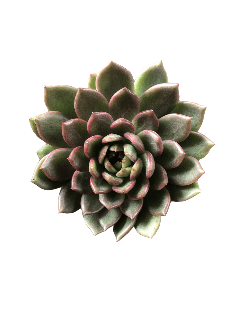 满18包邮 黑水晶 多肉植物 （直播间展示为主）