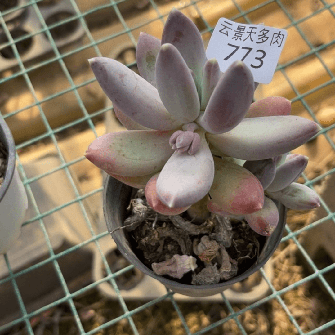 【闪购商品】773。