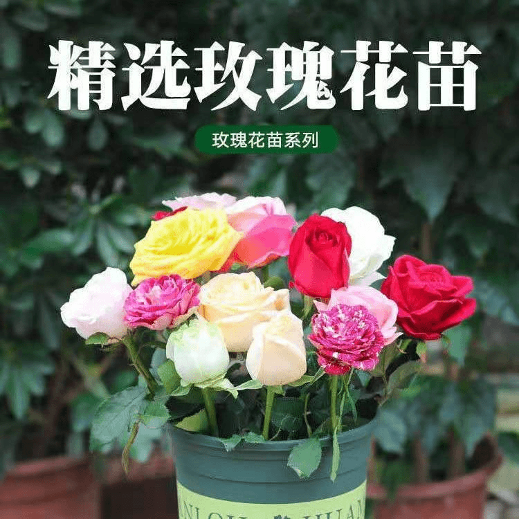 四季开花花卉大全萱草花沙漠玫瑰茉莉花无刺栀子花兰花太阳花名贵