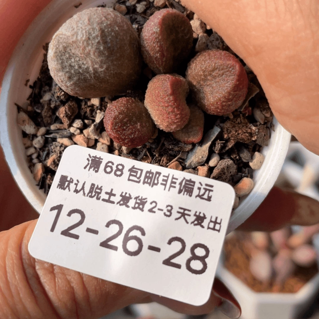 【闪购商品】小**瑟水蜜桃。