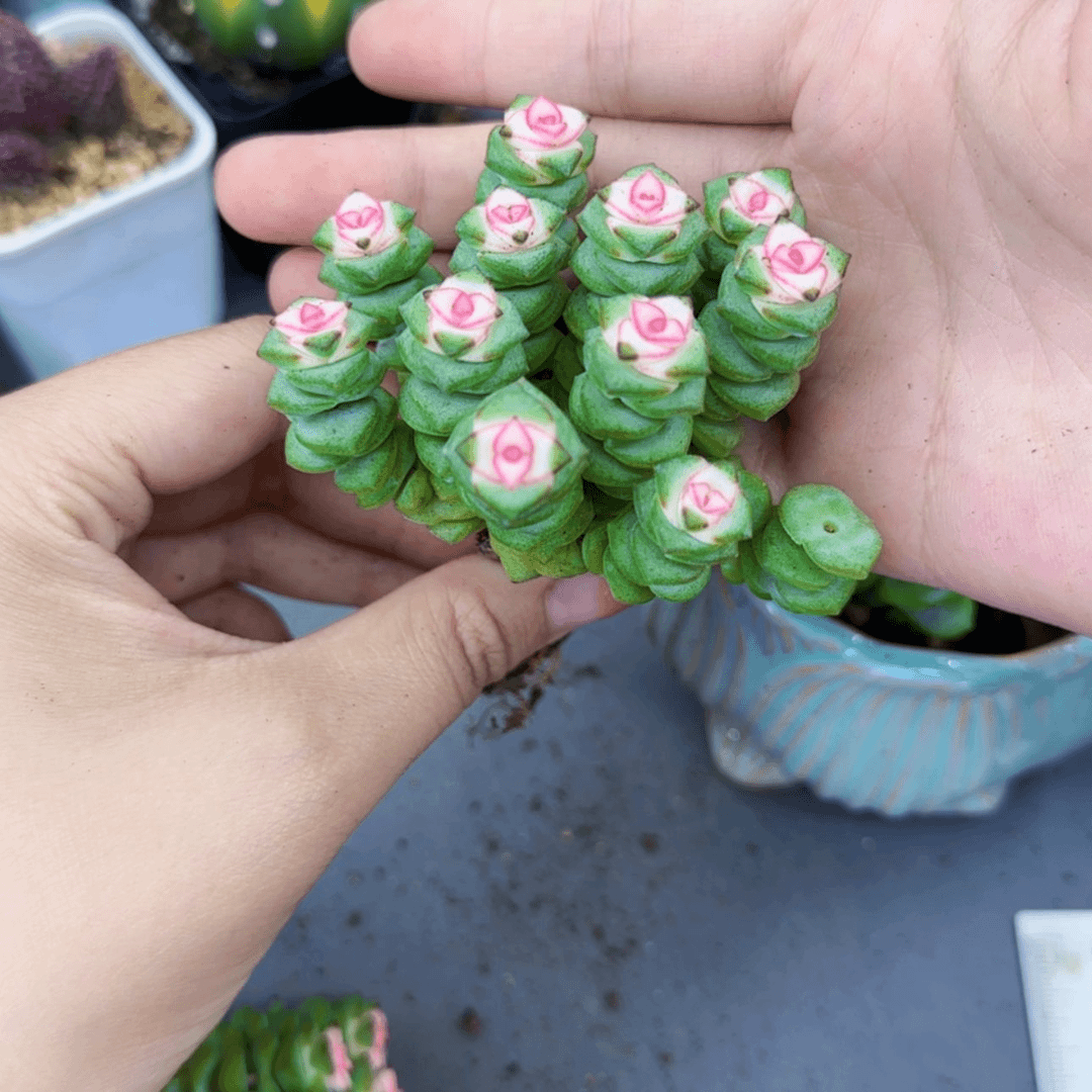【闪购商品】钱串锦一盆裸根