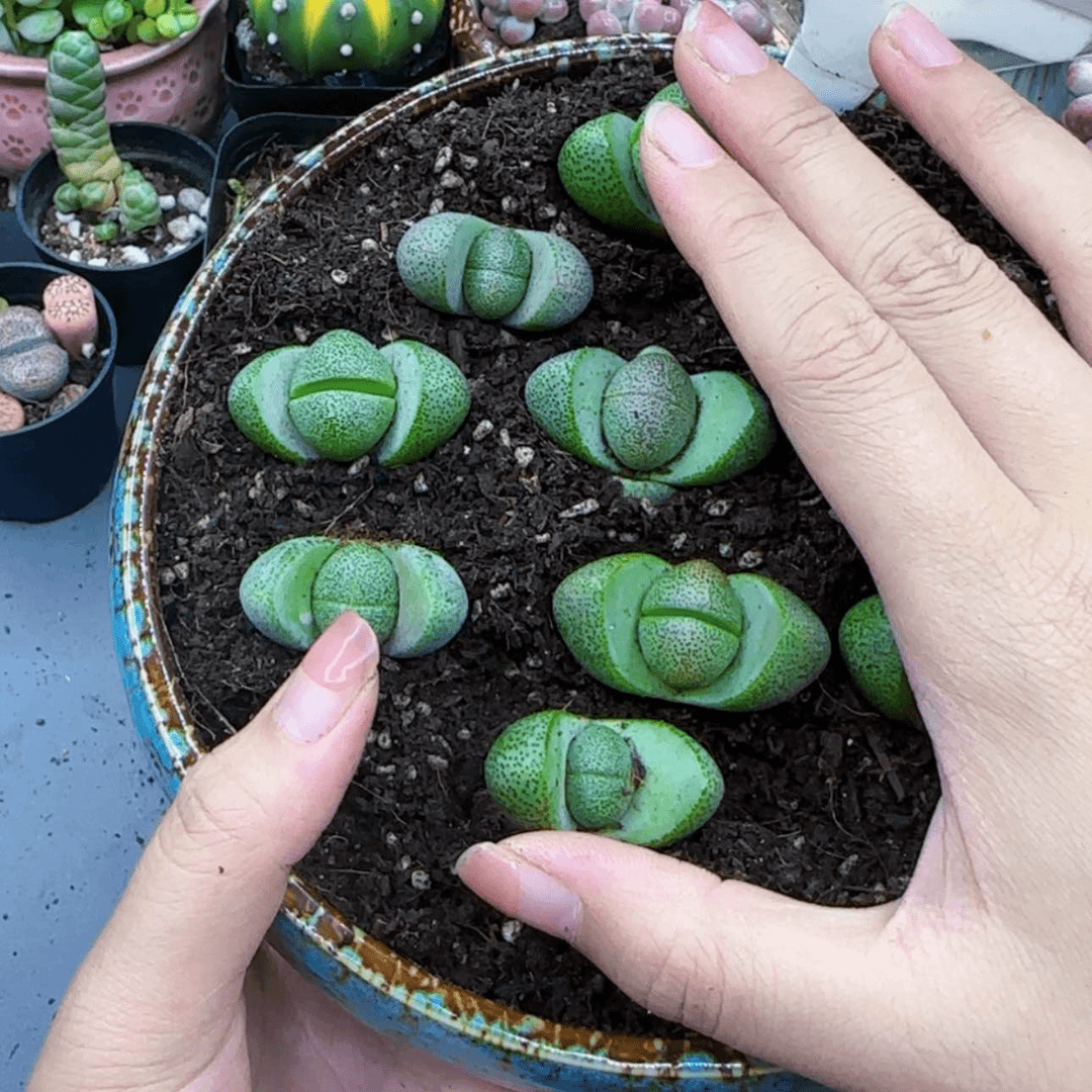 【闪购商品】元宝一颗裸根小苗