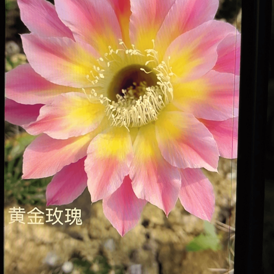 【闪购商品】黄金玫瑰