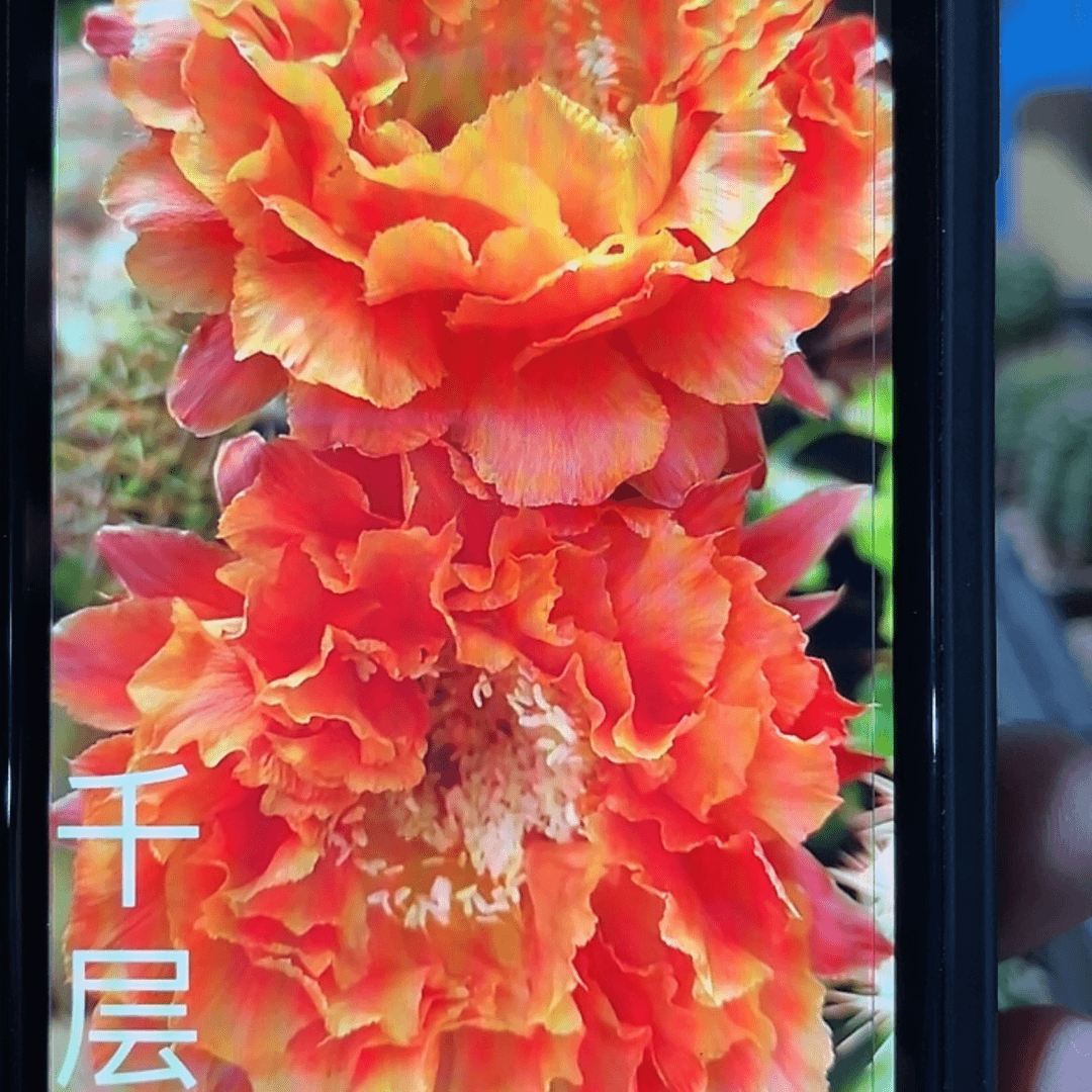 【闪购商品】千层酥