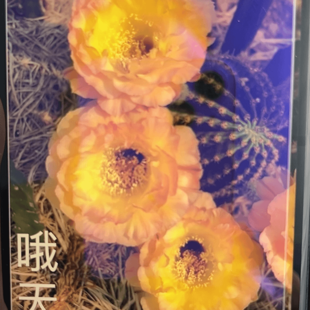 【闪购商品】哦天堂彩草