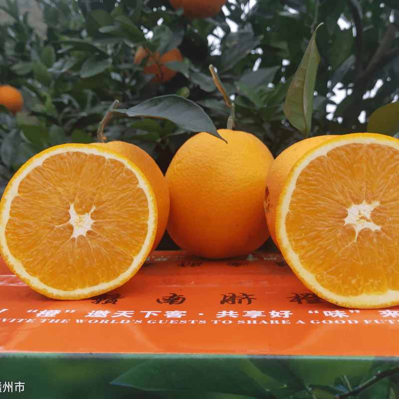 【产地直发】正宗江西赣南脐橙精选脐橙不打腊 不打药 自然成熟的好