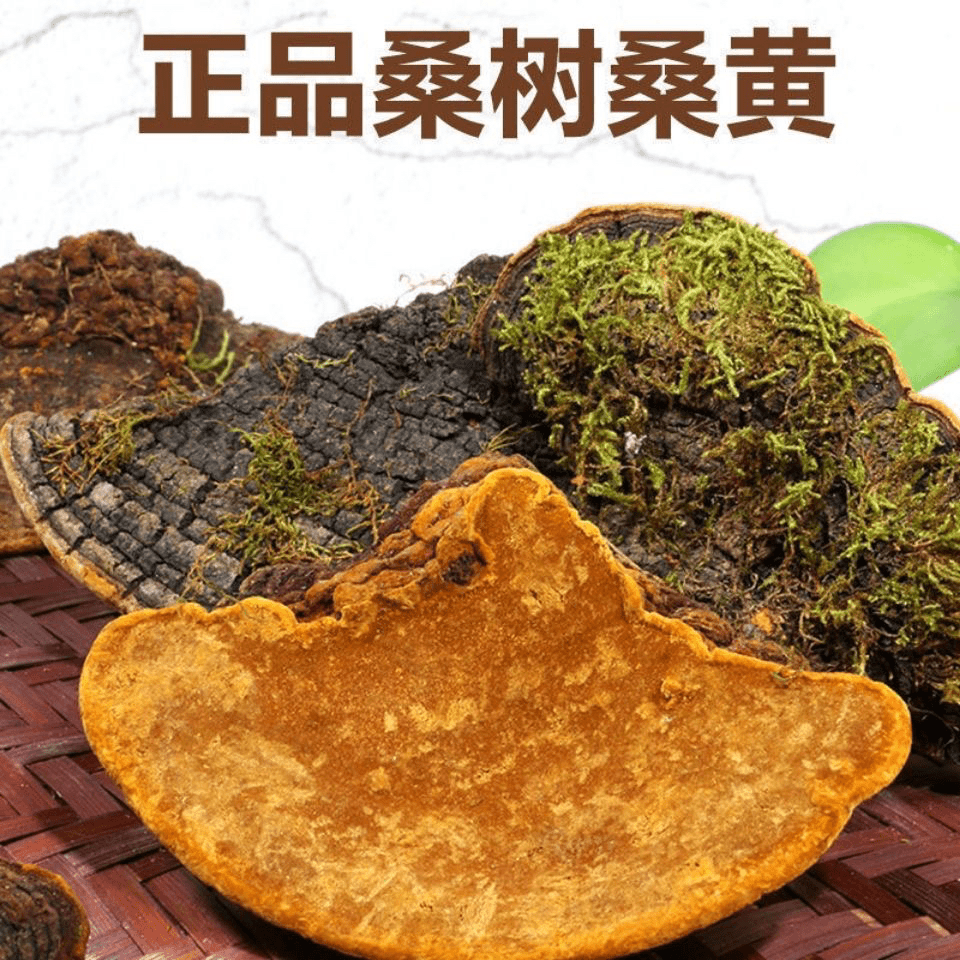 桑黄250g 大山自然野生山货