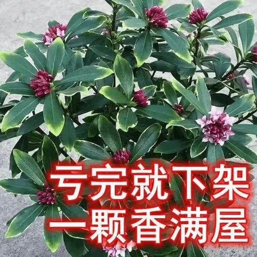 【买过都说好】金边瑞香浓香型盆栽耐寒盆景绿植冬季室内年宵花卉
