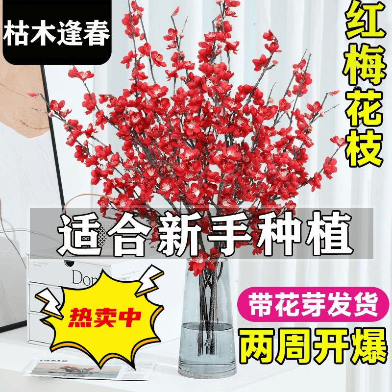 红梅水培鲜枝干枝雪柳带花苞鲜花卉植物室内水养桃花支腊梅花盆栽