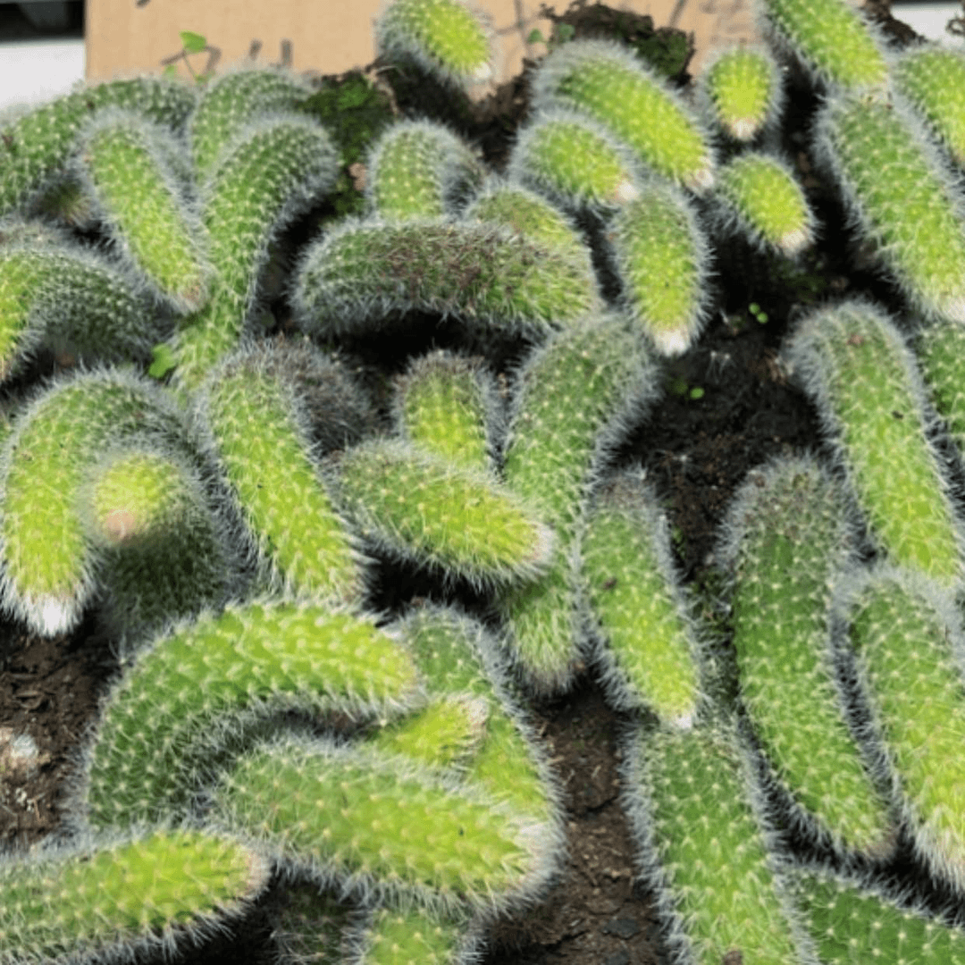 【闪购商品】九尾狐8厘米