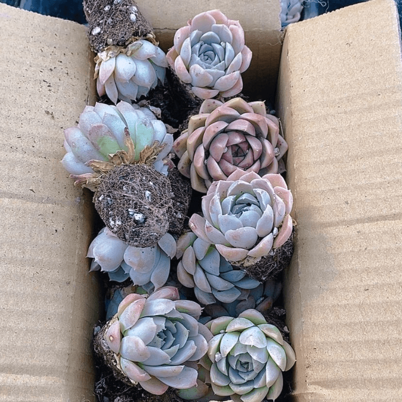 【闪购商品】麦秆杂