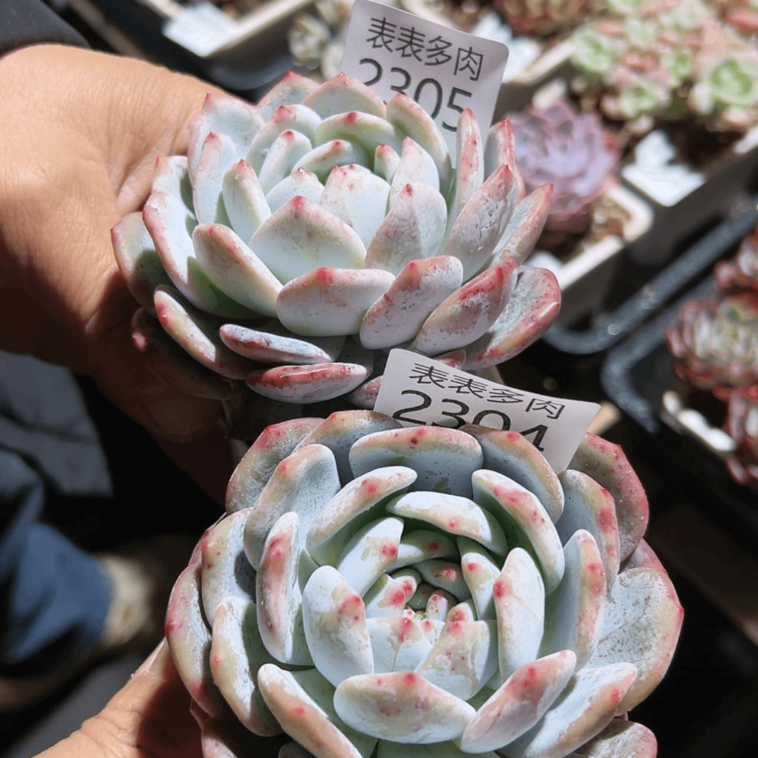 【闪购商品】婷**J每天2 3 0 4，0 5