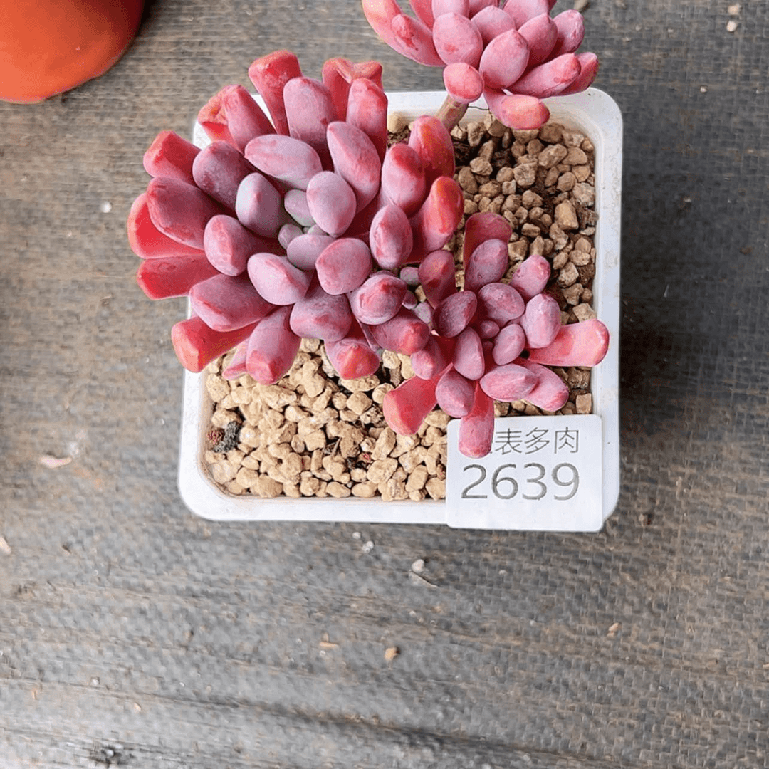 【闪购商品】C****兒每天2 6 3 9