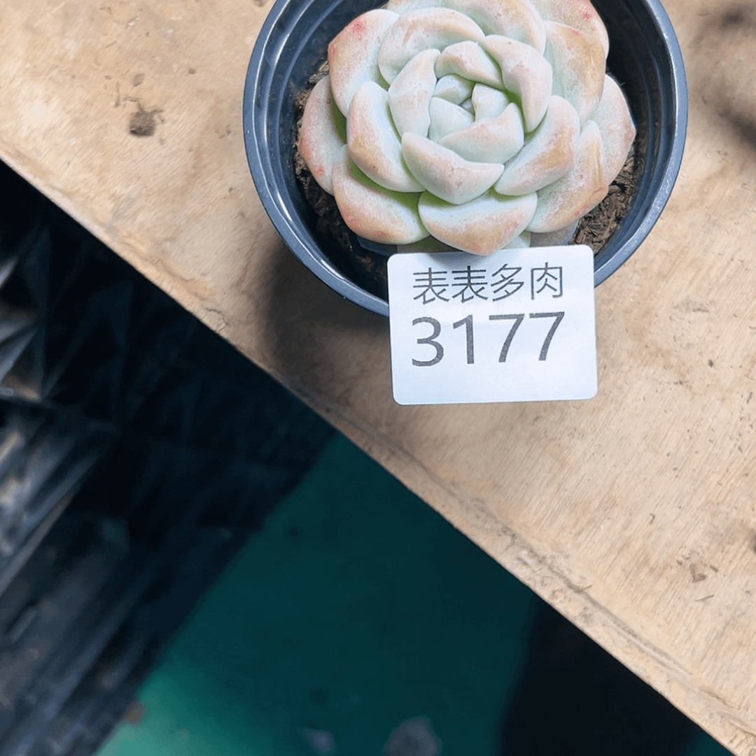 【闪购商品】紫**娘每天3 1 7 7