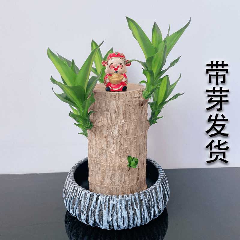巴西木带芽幸运木观叶水培开花防辐射客厅室内吸甲醛阳台书房绿植