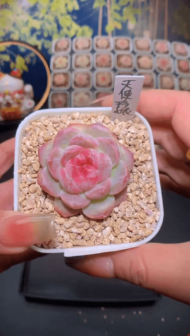 【闪购商品】218天使珍妮