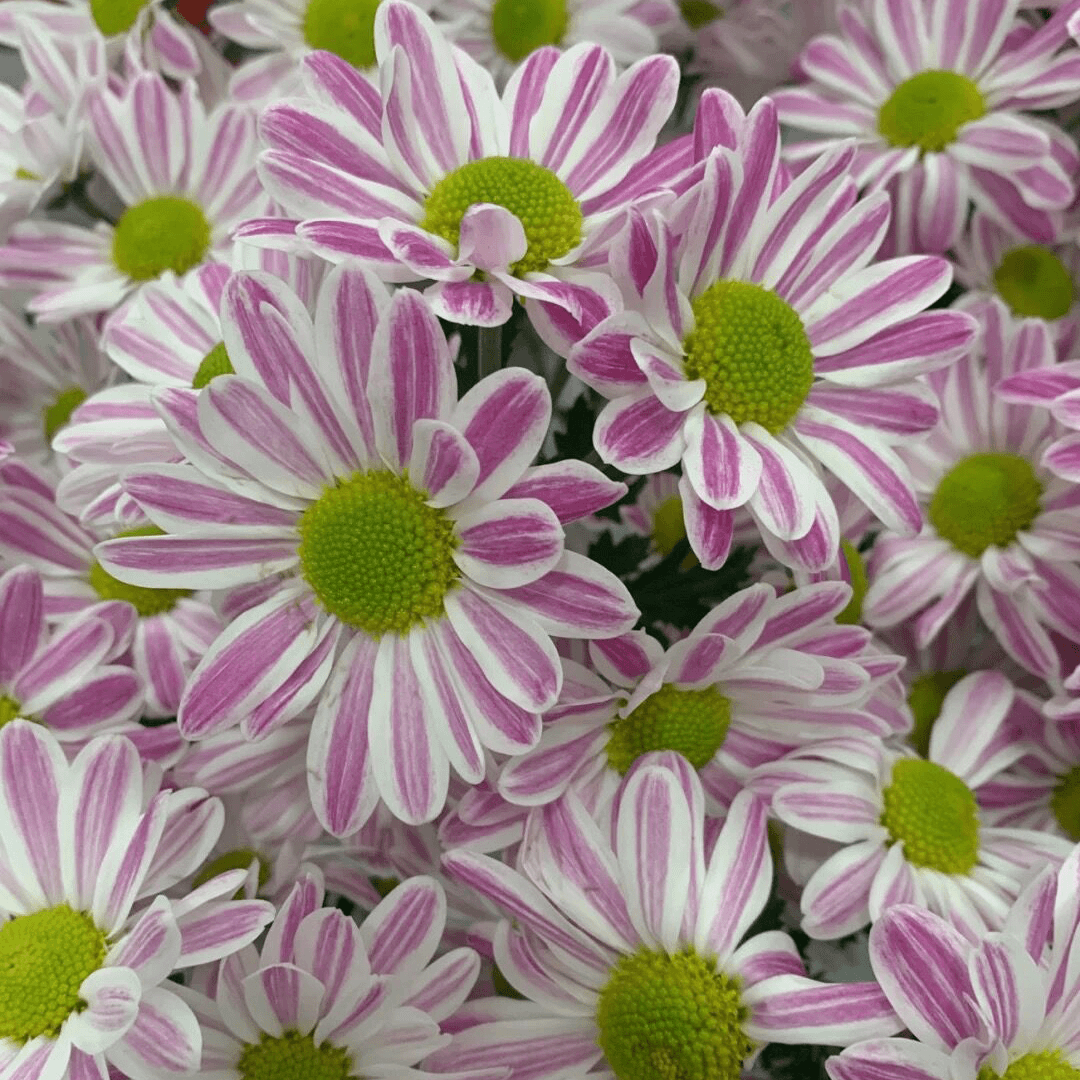 【赠品福利】斑纹小菊云南鲜花基地现采现发瓶插鲜切花花艺插花