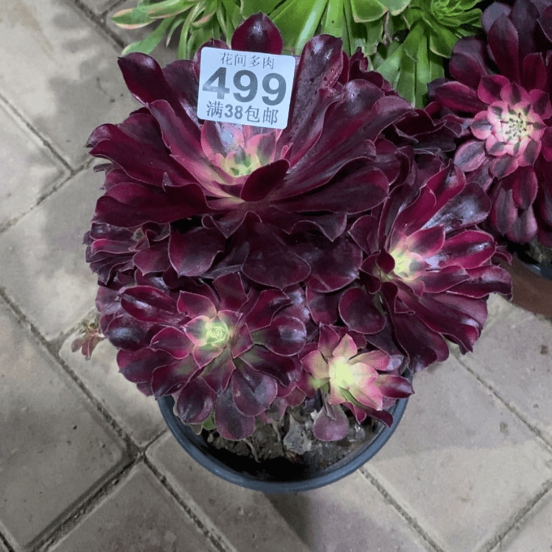 【闪购商品】台**姨499多肉