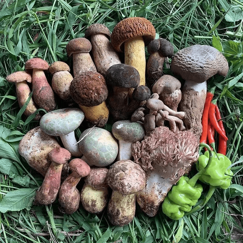 云南山货土特产临时链接—————-2号