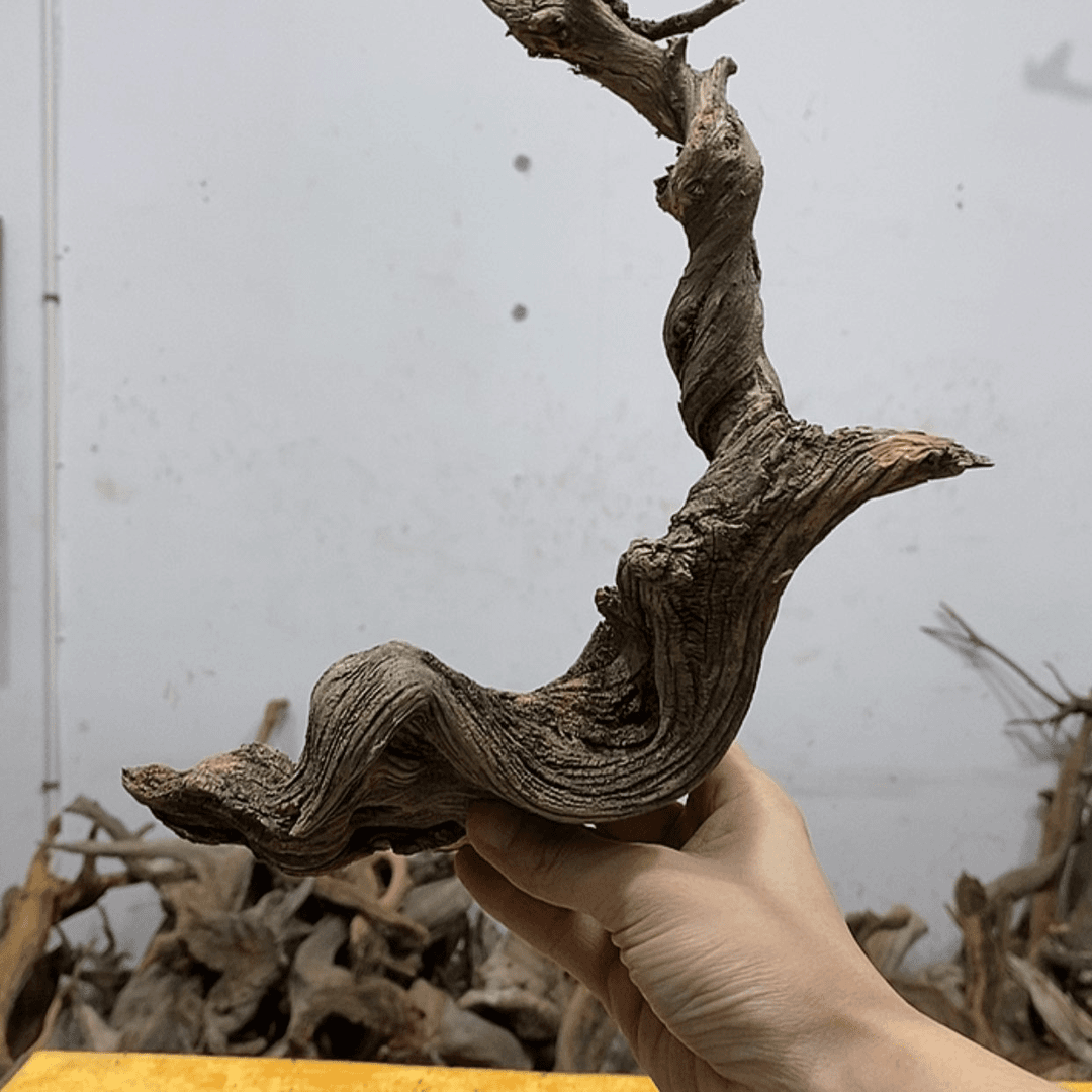 【闪购商品】柏木诚*