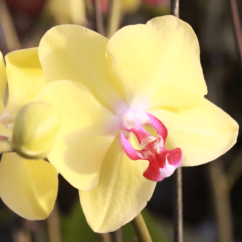 【花之漫】双（摩登娜）蝴蝶兰花卉阳台桌面观花四季开花