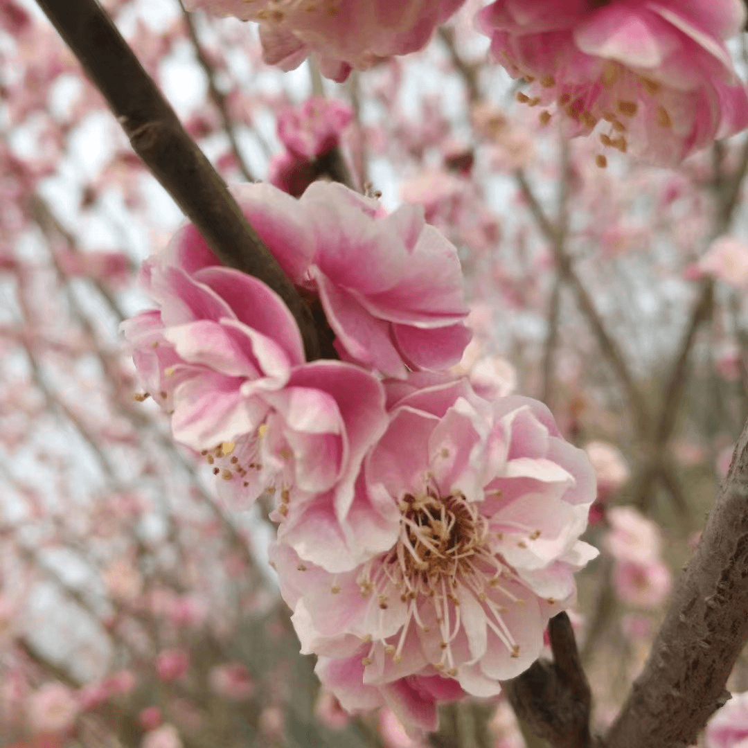 香妃梅花稀有新品种重瓣皱瓣年宵花浓香型庭院阳台绿植