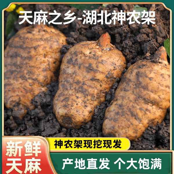 【核心产区】正宗湖北神农架鲜乌天麻新鲜天麻烹饪炖鸡煲汤