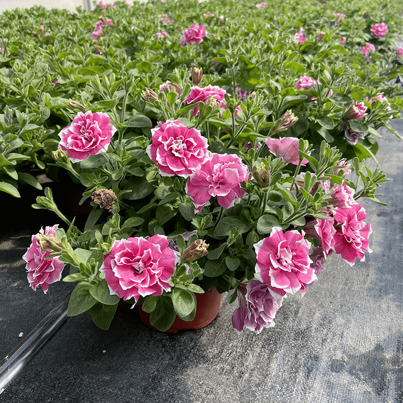 重瓣牵牛(颜值高 花期长)庭院阳台开花植物