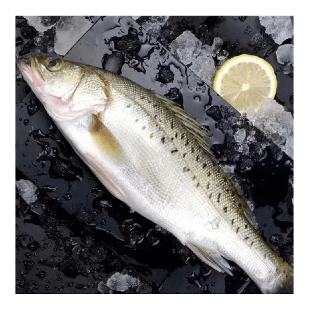园园海鲜 连云港发货 新鲜速冻海鲈鱼 肉质鲜嫩450－500g/条