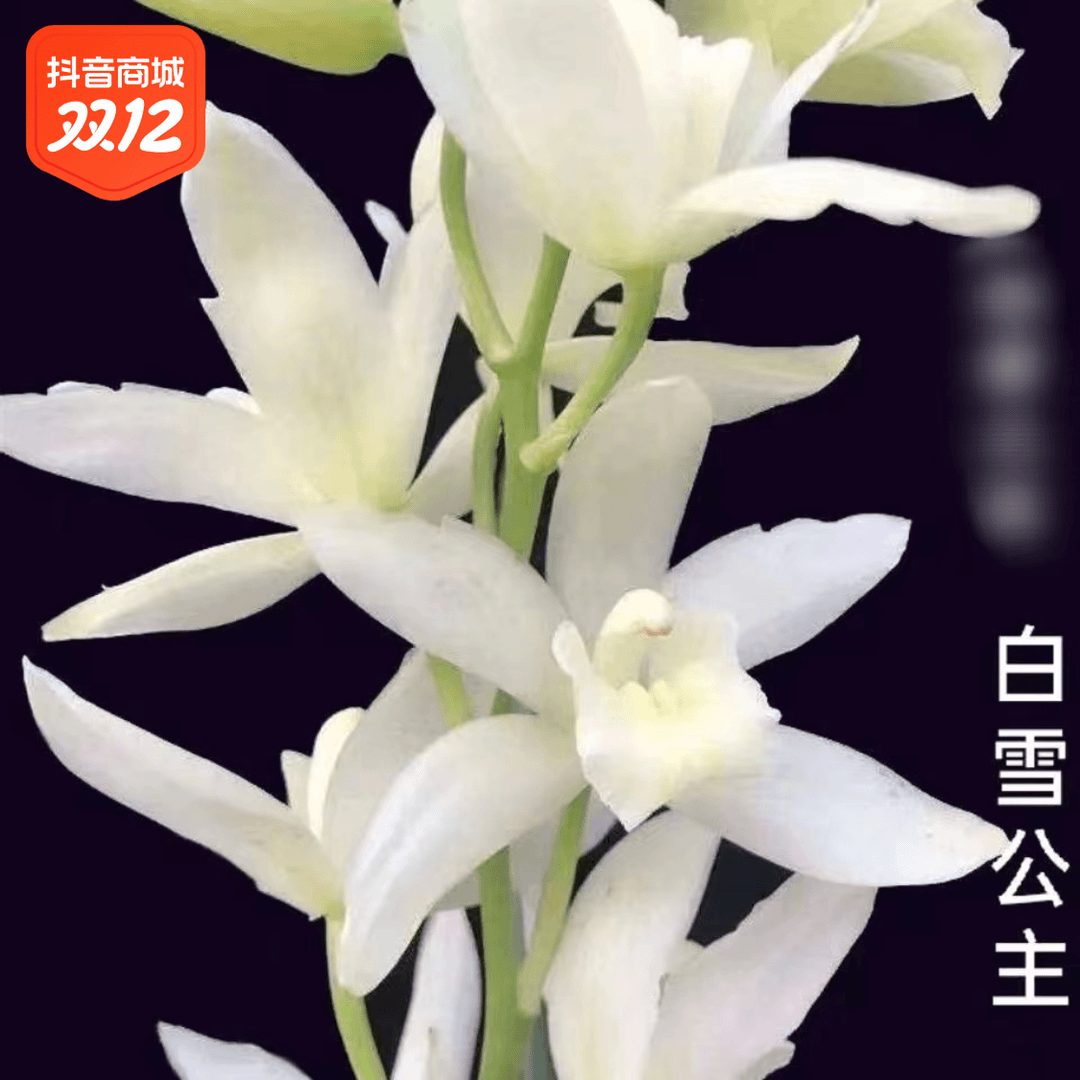 精品名贵兰花【白雪公主】品种兰草盆栽后开花新鲜植物培育