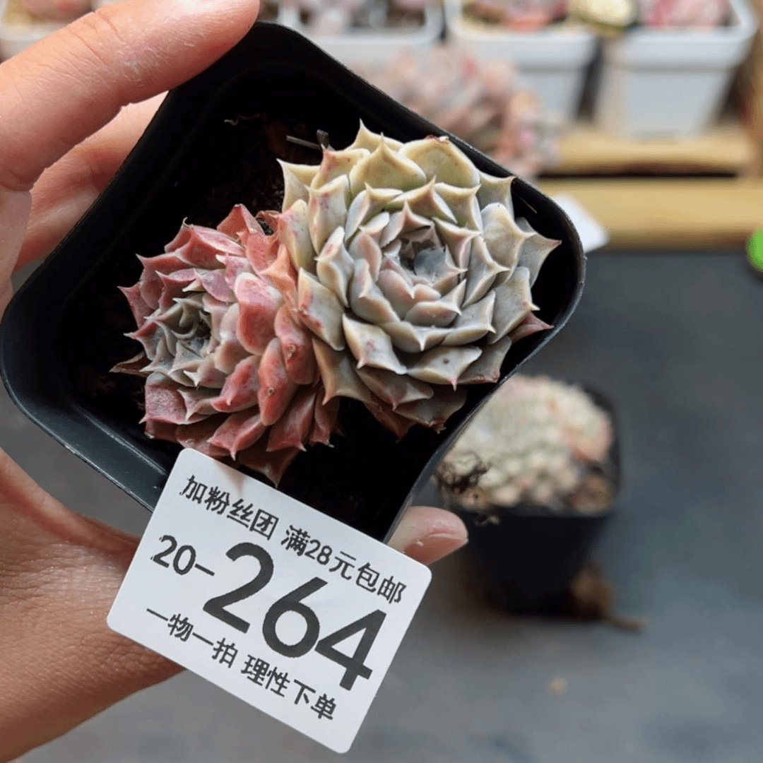 【闪购商品】留财双头