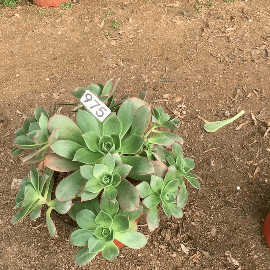 【闪购商品】975星玫瑰