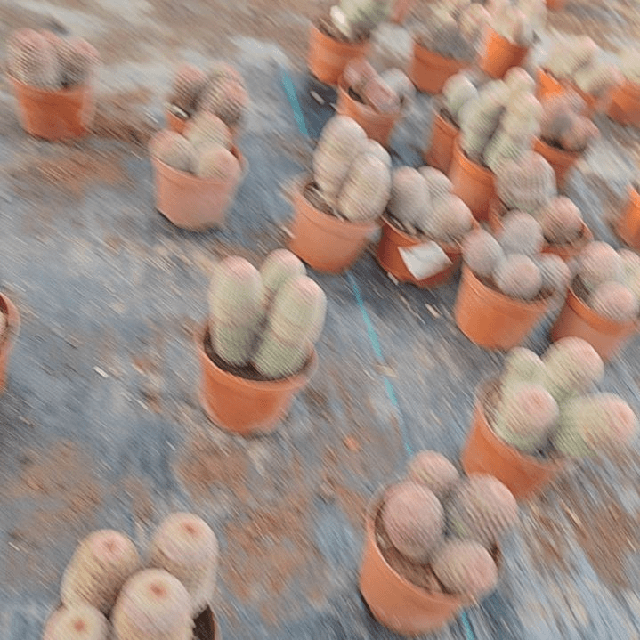 【闪购商品】单头红太阳
