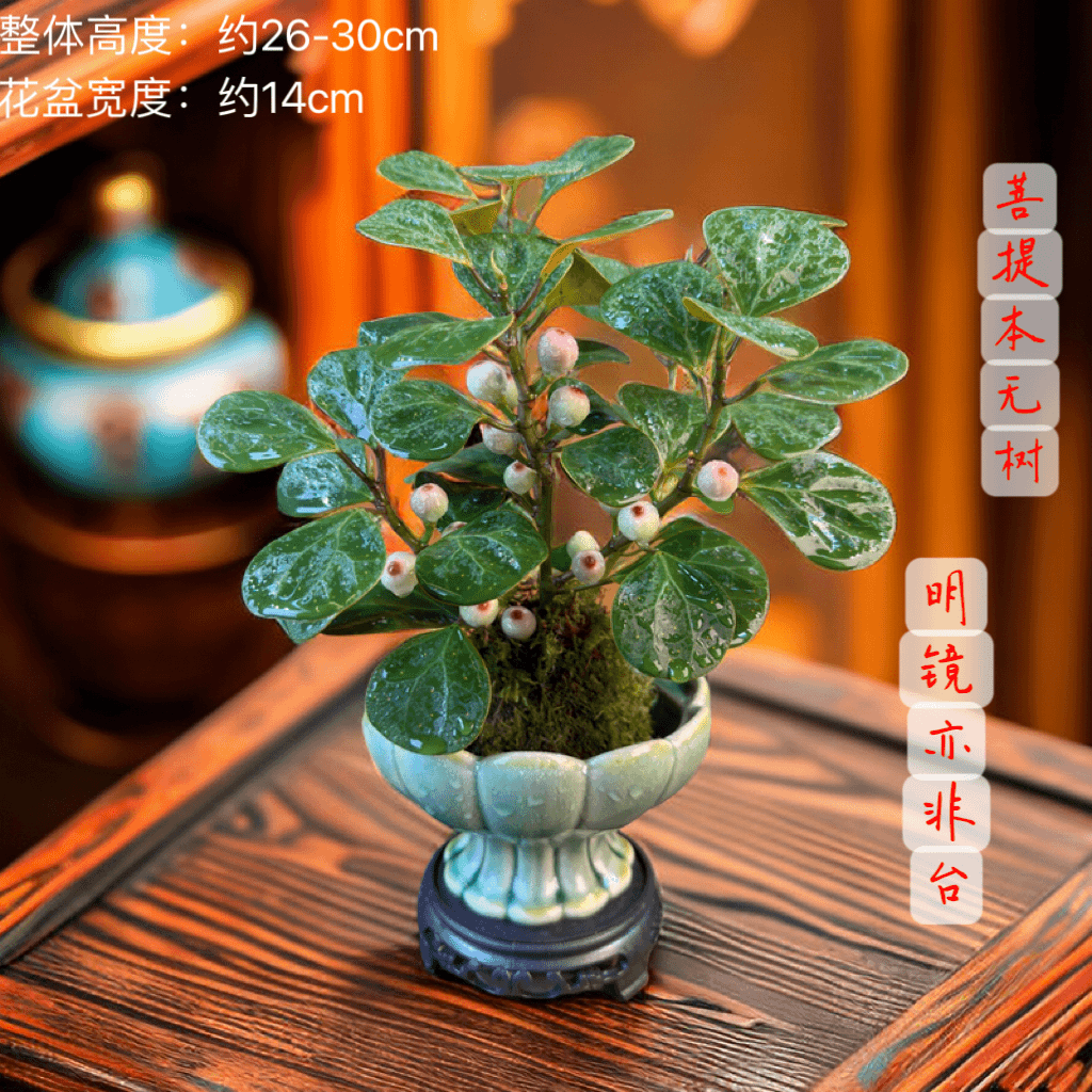 禅意小盼菩提树室内苔藓球茶桌面花卉办公桌养护微盆景绿植物水培