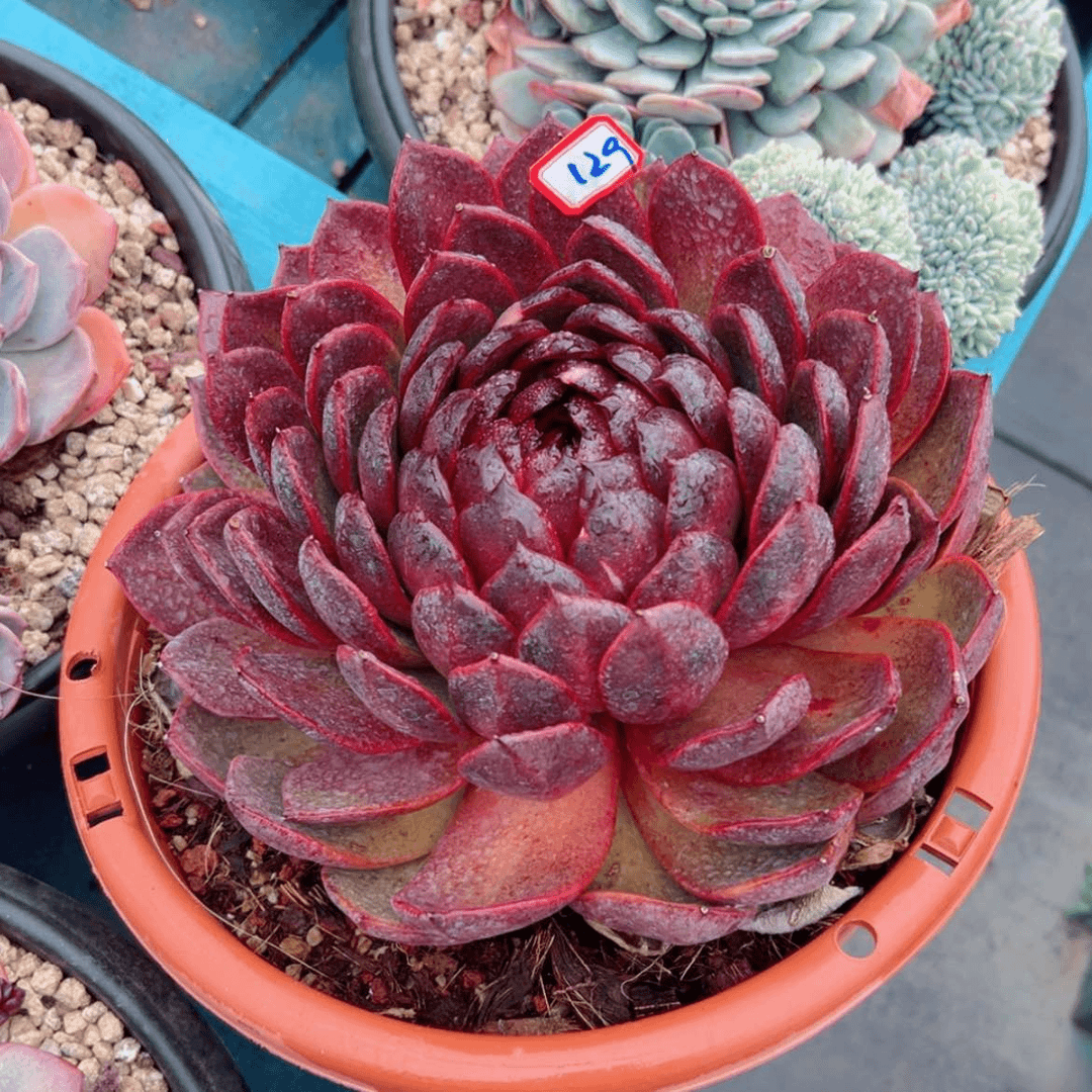 【闪购商品】糖*精品多肉植物老桩