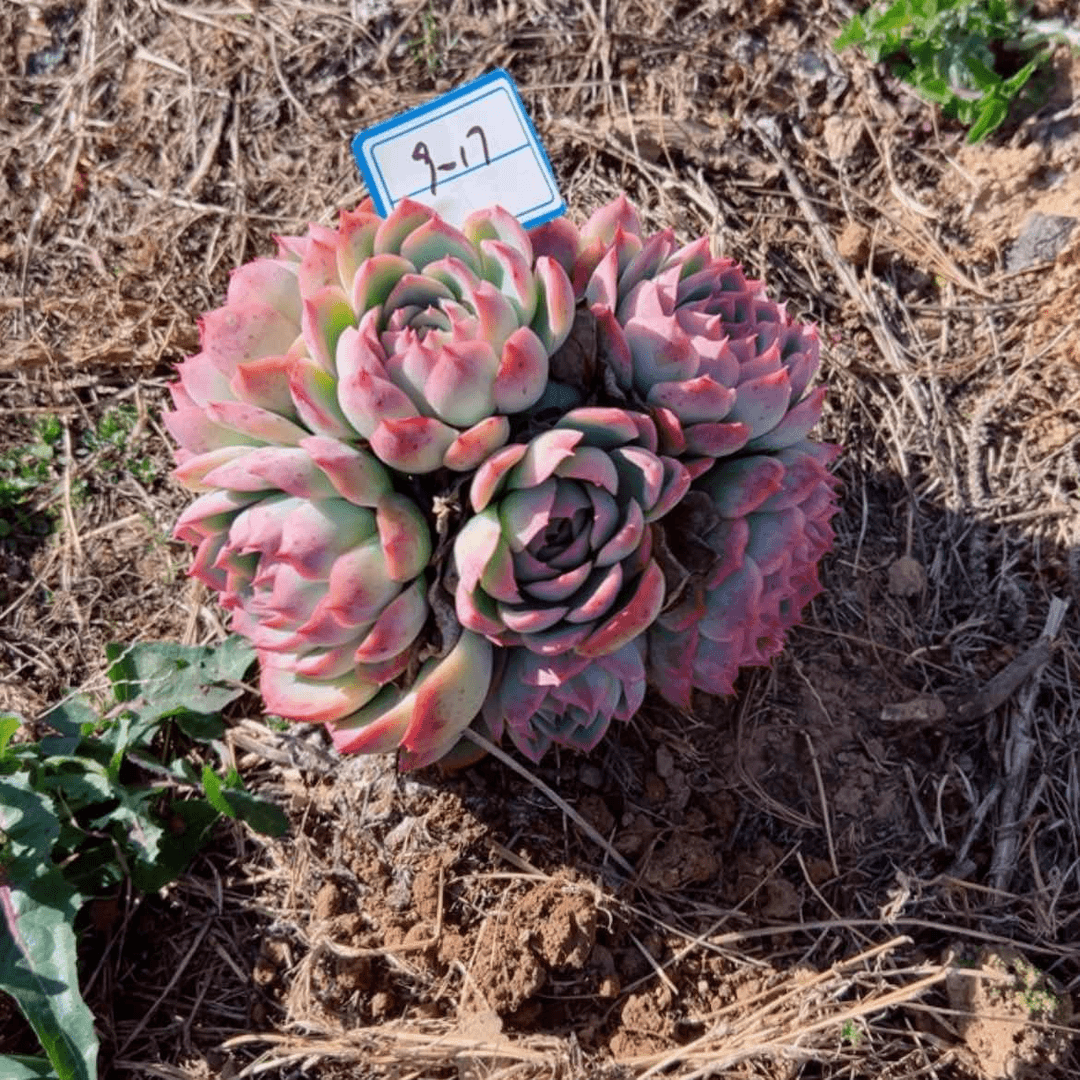 【闪购商品】湘*精品多肉植物老桩