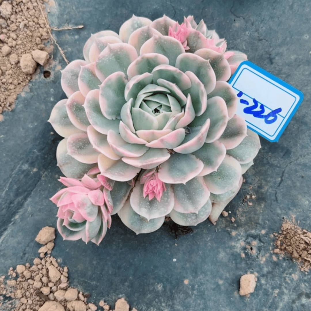 【闪购商品】读*精品多肉植物老桩