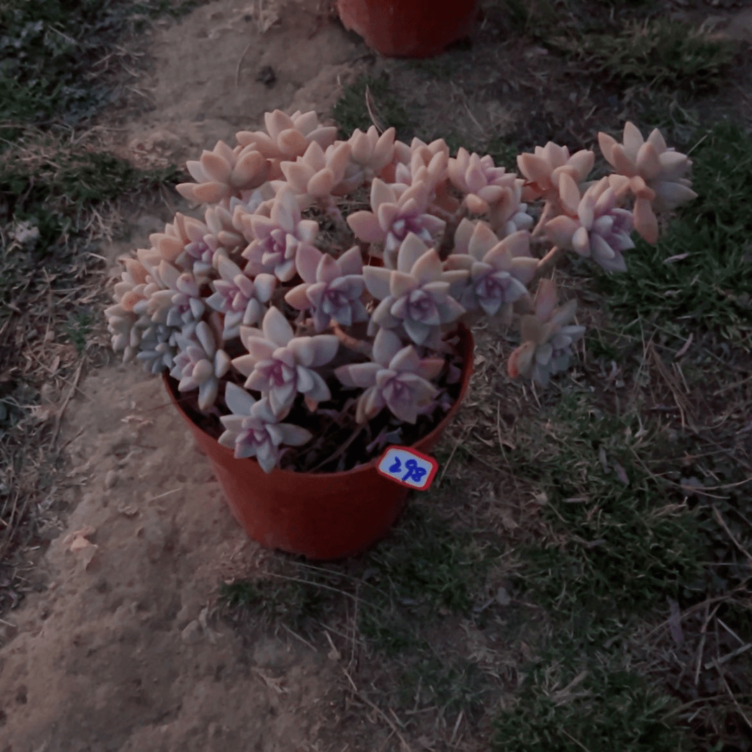 【闪购商品】听*…精品多肉植物老桩