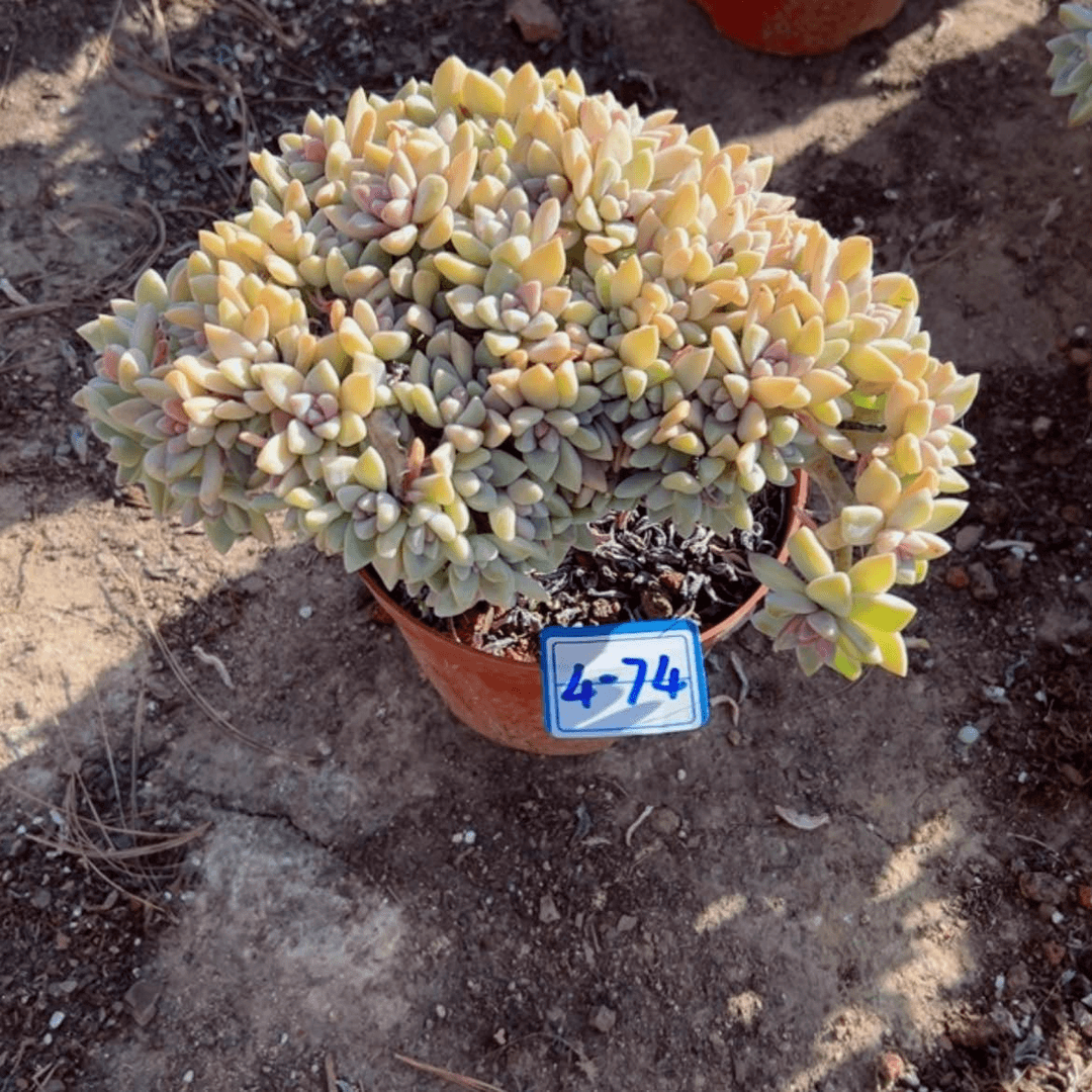 【闪购商品】精品多肉植物老桩