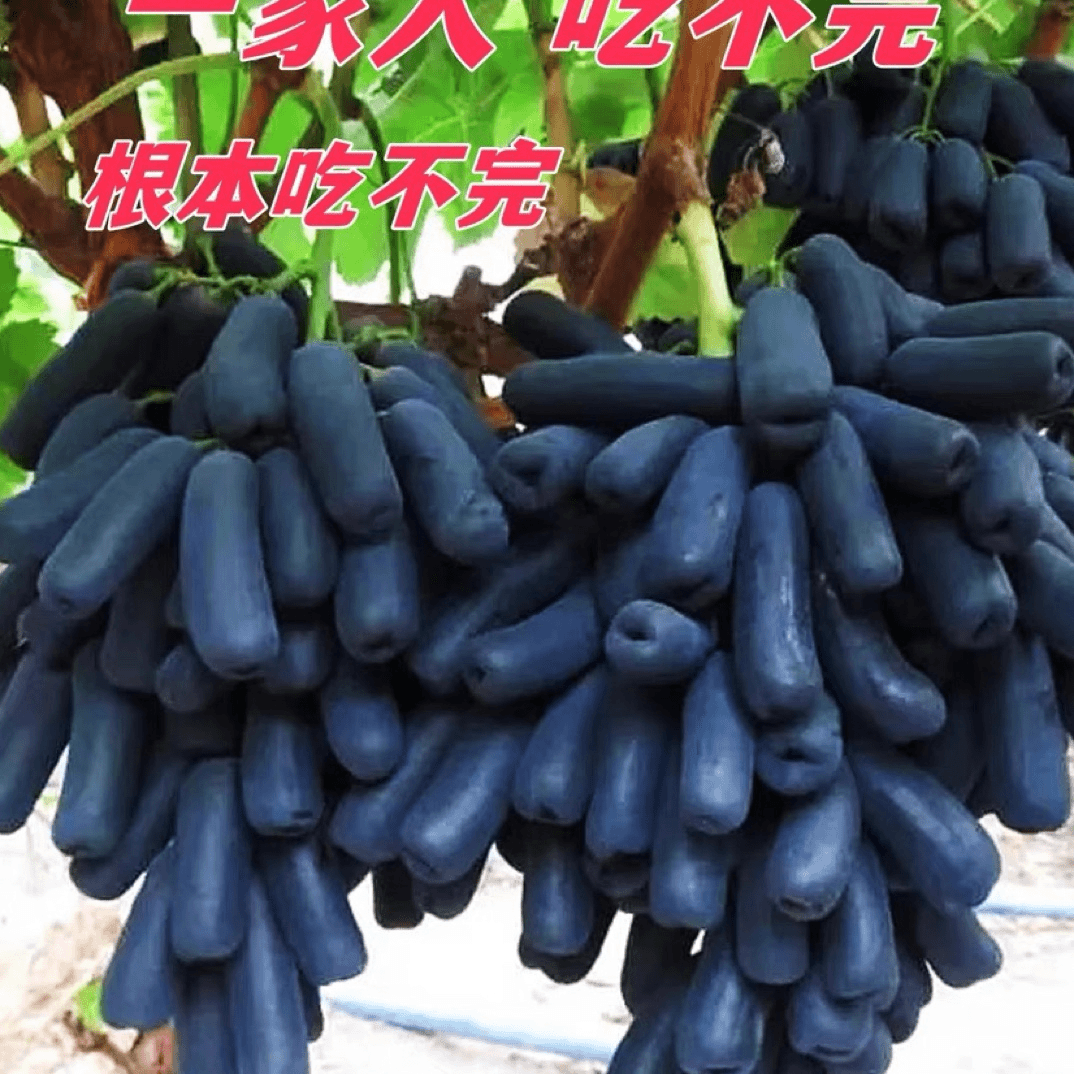 葡萄树苖南方种植蓝宝石葡萄苗当年结果葡萄大苗爬藤地载庭院养殖