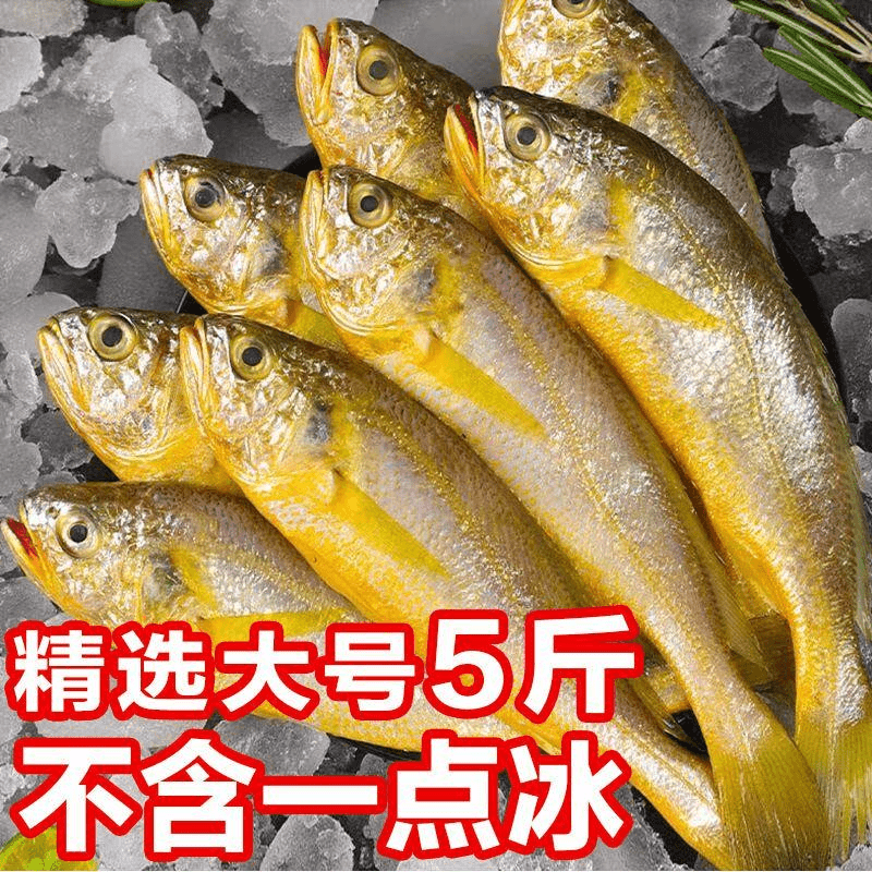 精选大号小黄花鱼新鲜海捕小黄鱼装烧烤食材生鲜鱼类黄鱼鲜活速冻