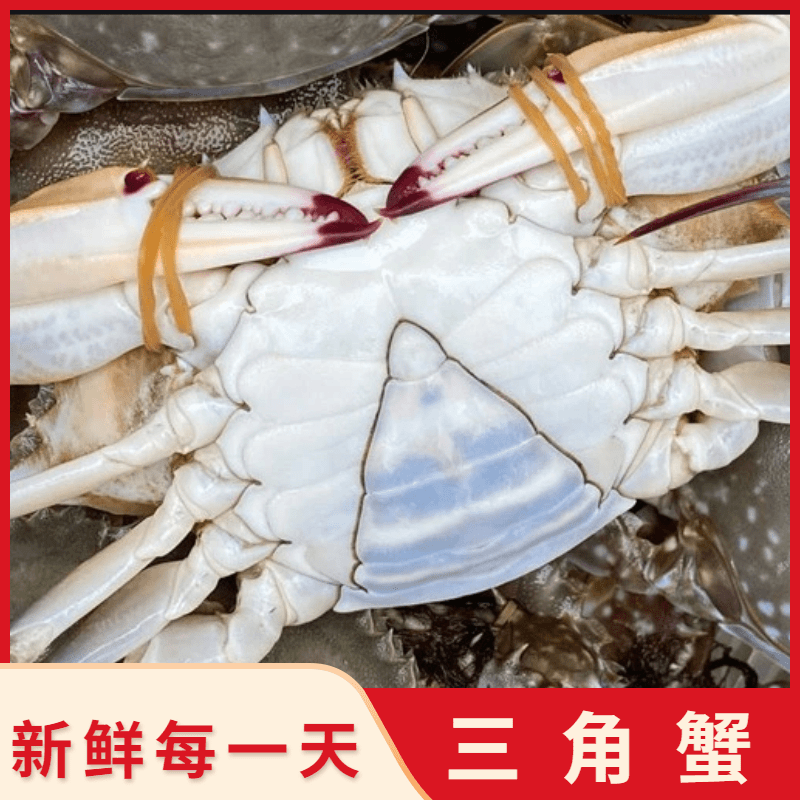 【下船直发】花旗海蟹 二母蟹 梭子蟹海鲜水产易掉爪到手保鲜不保活