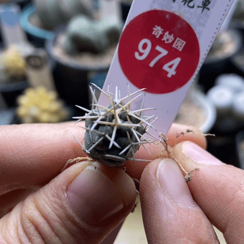【闪购商品】优选大祥冠