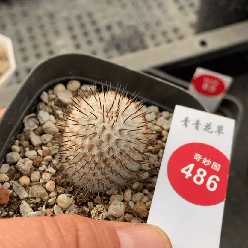 【闪购商品】芊*实生直刺佩雷